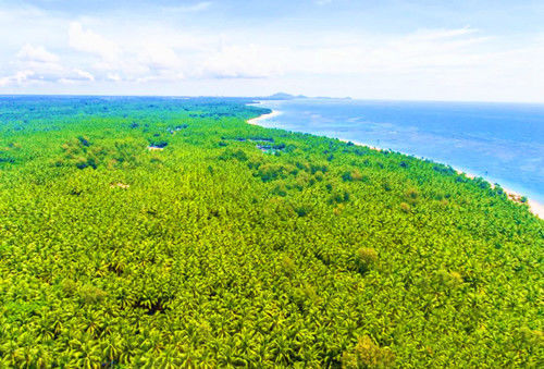 海岸椰林旅游胜地文昌东郊椰林