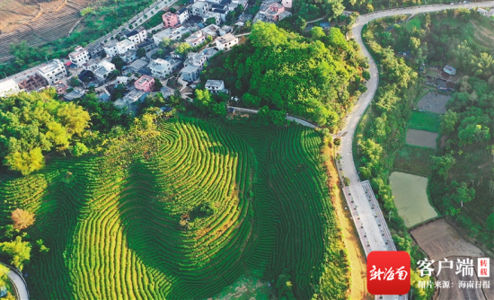 俯瞰五指山市水满乡的茶山.方山 摄