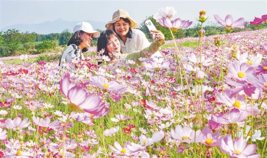 游客在昌江红林农场十二队花卉基地游玩.陈元才 摄
