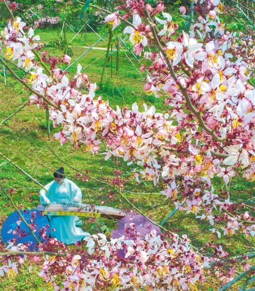 3月29日,在儋州市兰洋镇的蓝洋樱花乐园,一名古筝爱好者在樱花下弹奏.