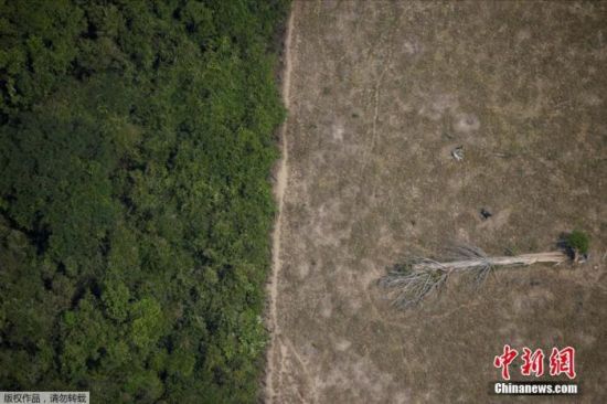 破坏面积相当于荷兰国土!2020年原始雨林损失加剧