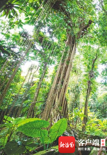 琼中百花岭热带雨林文化旅游区.海南日报记者 李天平 摄