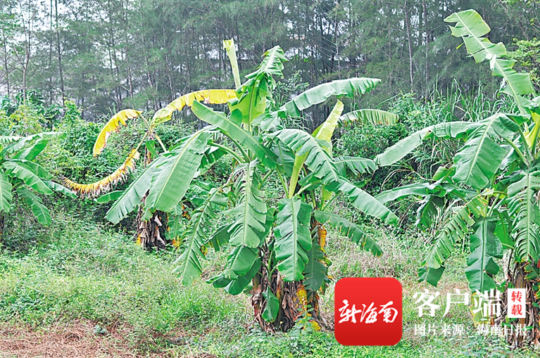 那些让人熟悉又陌生的海南水果 它们小众又出众