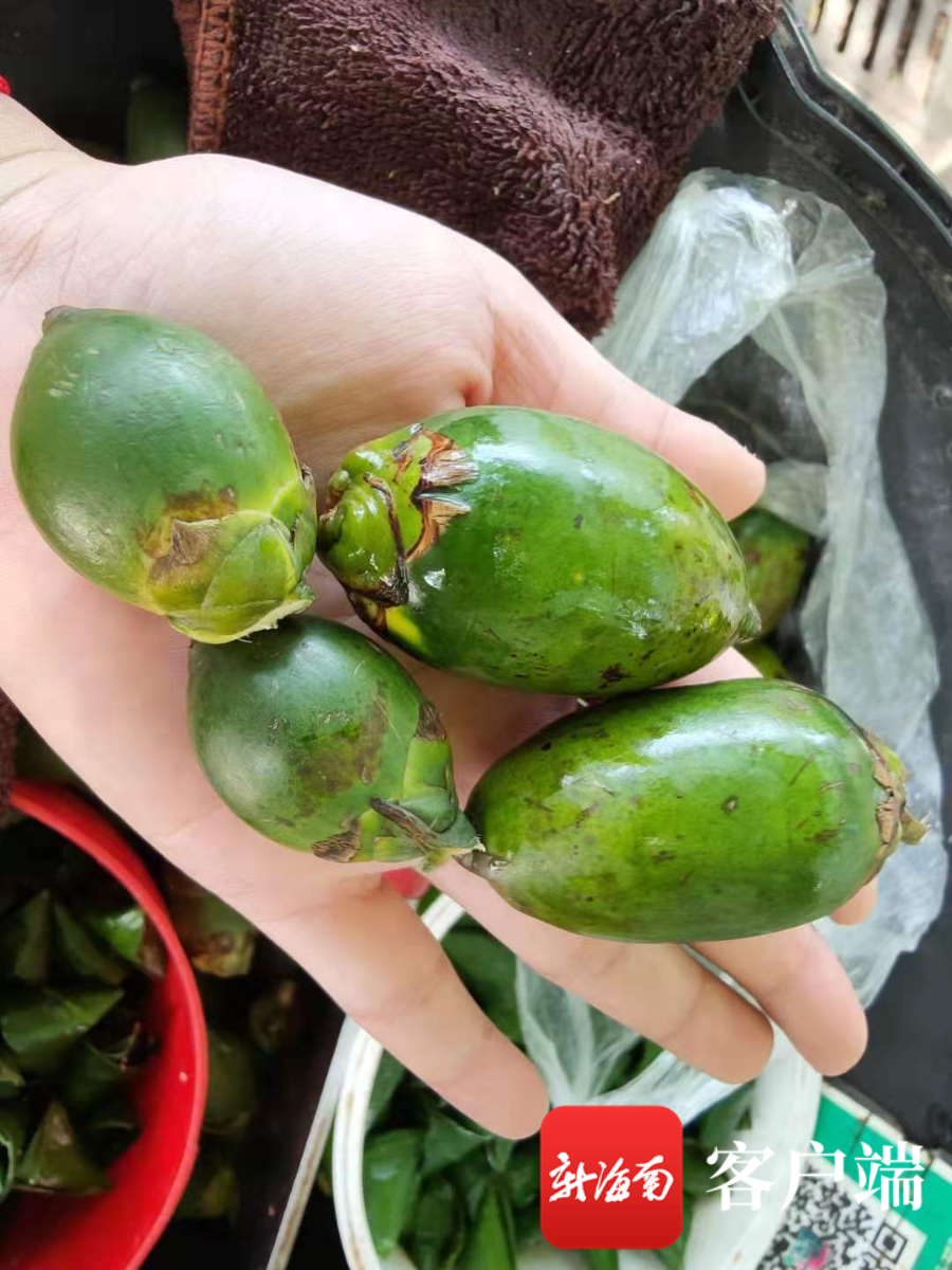 相比越南槟榔,高质量的海南槟榔青果个头大,品相佳,口感好,深受市场