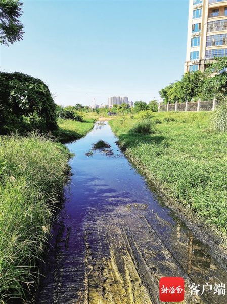 海口天鹅湾小区生活污水溢满排到南渡江边