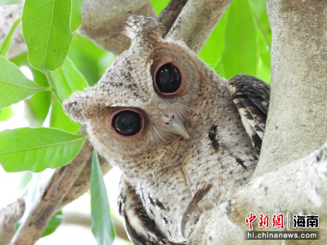 好萌!昌江海尾湿地公园领角鸮成长记录来了!