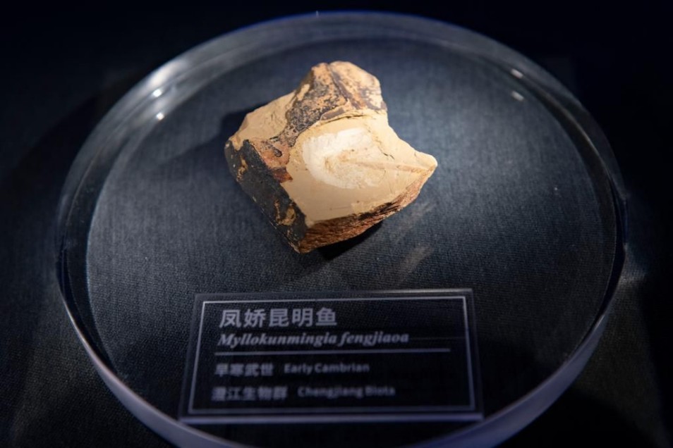10月14日在澄江化石地世界自然遗产博物馆拍摄的凤娇昆明鱼化石.