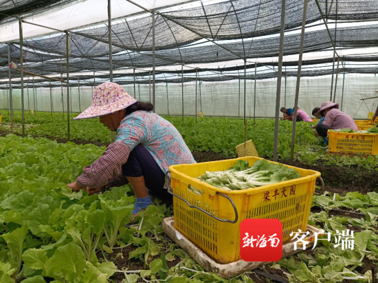 "基地负责人梁辉向记者介绍,长期以来4月到10月气温高,降水多,是海南