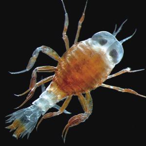 名叫"hyperoche capucinus"的南极洲海底生物,是一种沙蚤.