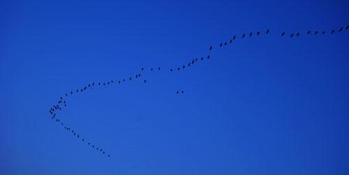 新盈海上森林公园