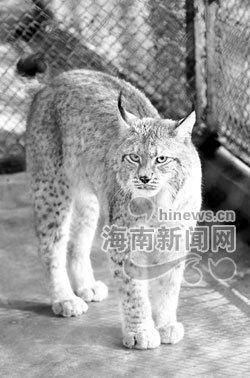 "世界上最大的猫"猞猁亮相金牛岭动物园