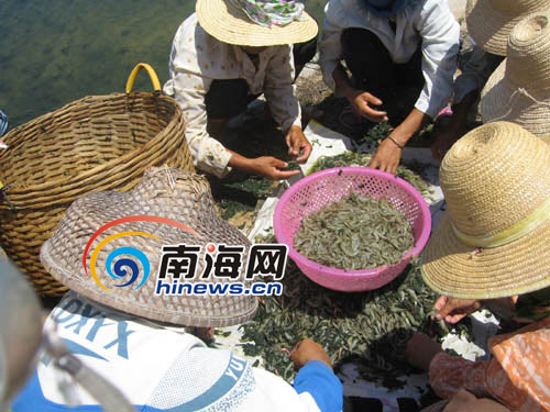 乐东百万斤活虾无人收购