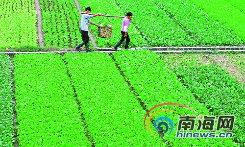 海口市菜价将逐步回落 