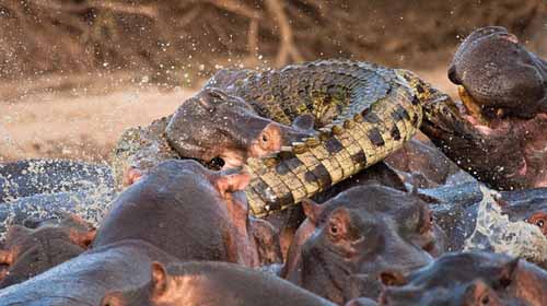鳄鱼混入河马群被咬死