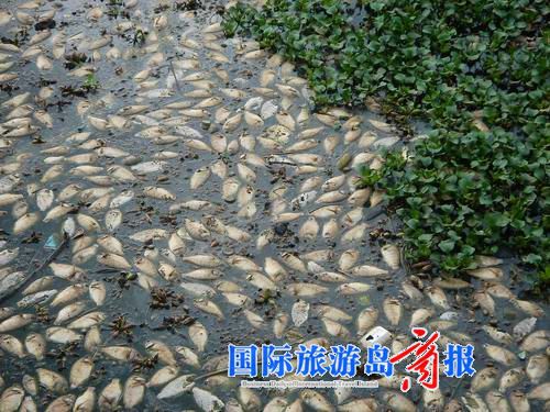 水质污染+池塘死鱼成堆