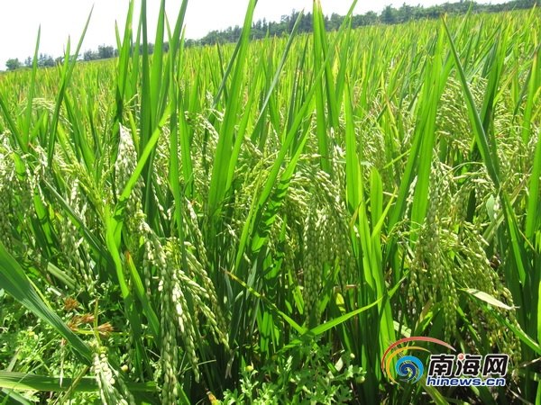 万宁万城镇你了解多少?