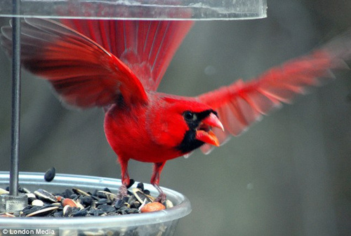 有北美地区的嘲鸫,穴鹗以及红衣主教蜡嘴鸟