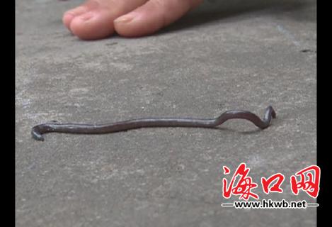 海口市民捡到"蚯蚓" 专家怀疑为世界最小蛇[图]