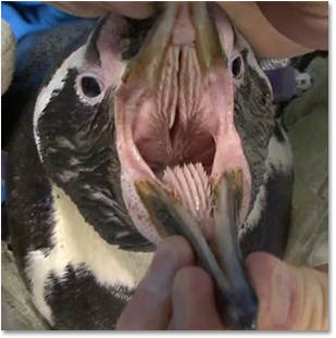 事实上企鹅的脸部都长满了尖尖的牙齿,不论是嘴里,脸颊甚至舌头上都长