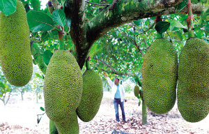 儋州那大镇茶山菠萝蜜种植示范基地