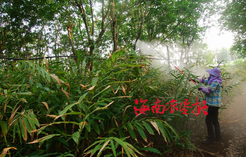 东昌农场500亩\阳春砂仁\普遍开花(图)