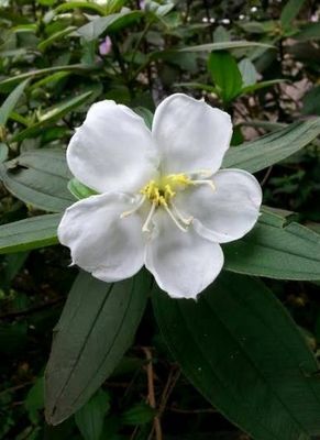 野牡丹遍布台湾 花容秀丽艳丽不输"花王"(图)
