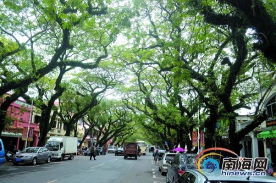 琼海市民中原镇开茶店:明年茶店收入增一半