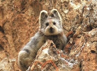 伊犁鼠兔萌倒全世界网友:似泰迪熊 比熊猫稀罕(图)