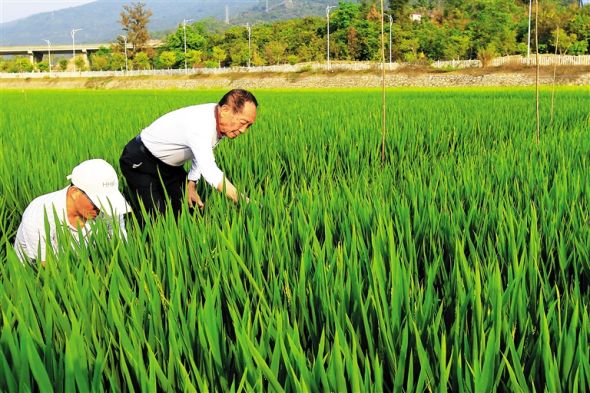 南繁基地:中国饭碗支撑 促进海南农业结构调
