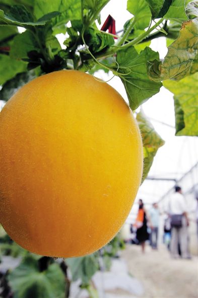 南繁基地:中国饭碗支撑 促进海南农业结构调