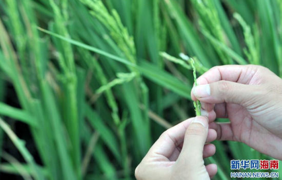 海南发布近年来首个干旱预警信号