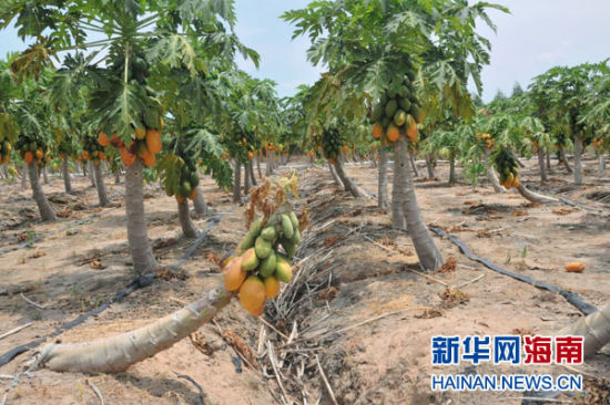 海南昌江木瓜大面积滞销 农民焦急盼收购