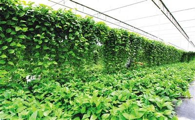 陵水县委书记:打造全国一流现代农业示范基地