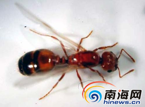 文昌铺前上百村民被红火蚁咬伤 蚁巢随处可见