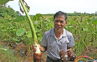 农民芋头芋头|芋头的种植方法_农村致富网