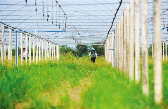 揭秘海南农补腐败环节 看硕鼠如何养成(图)