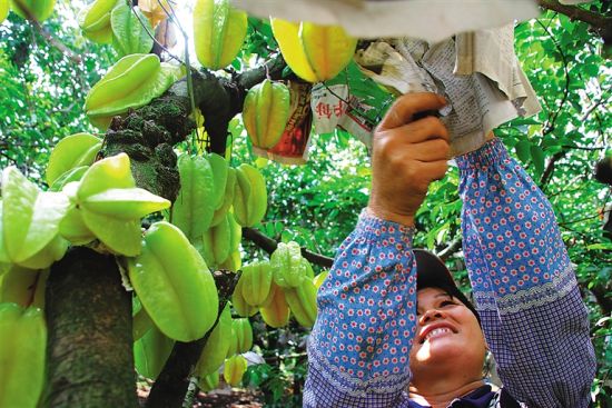 芒果取代香蕉成为海南种植面积最大的水果(组