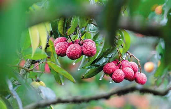 芒果取代香蕉成为海南种植面积最大的水果(组