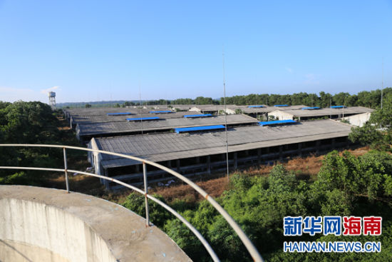 罚款不理强制无效 定安一养猪场污染环境太任