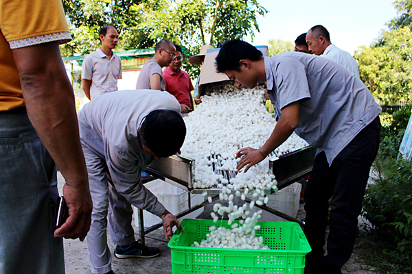 新兴高效产业多点开花 王五农民种桑养蚕 钱 景