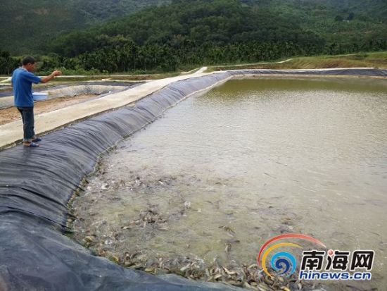 琼中发展八大扶贫产业 种桑养蚕户均增收万元