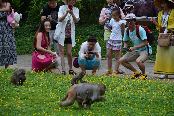 南湾猴岛度假游、探秘游线路受游客青睐