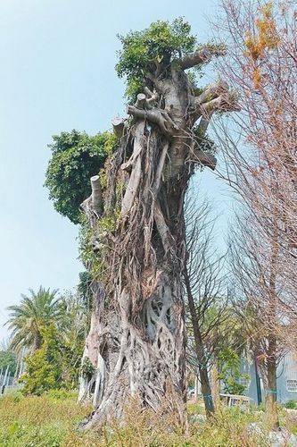 "树木银行"出手相救 台湾百岁榕树长出绿叶(图)图片