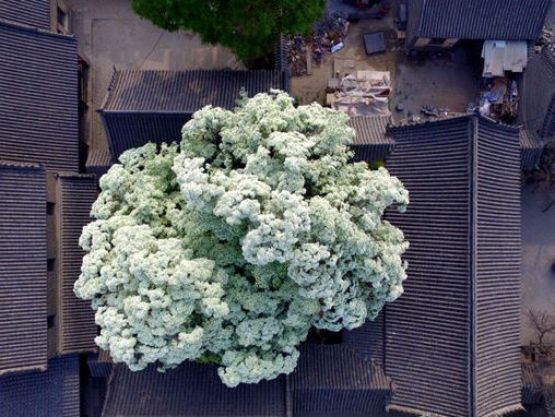 邹城千年孟府内 这棵“流苏”美了三百年