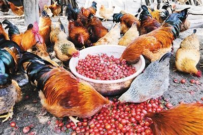 海南陵水特色美食:自然熏陶有滋味