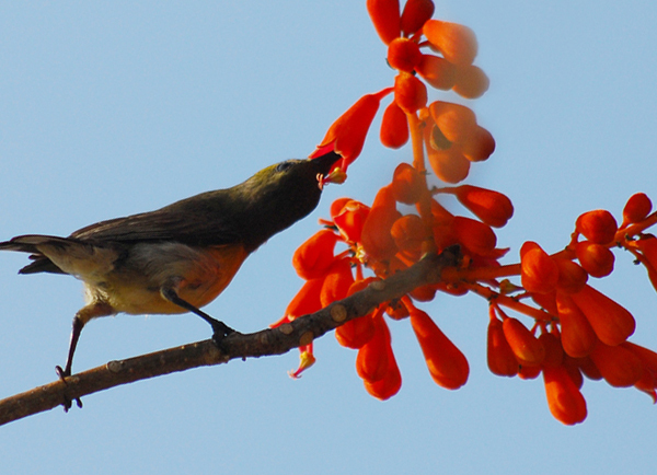 三亚:五月美丽梧桐花盛开 赏花纳凉正当时(图)