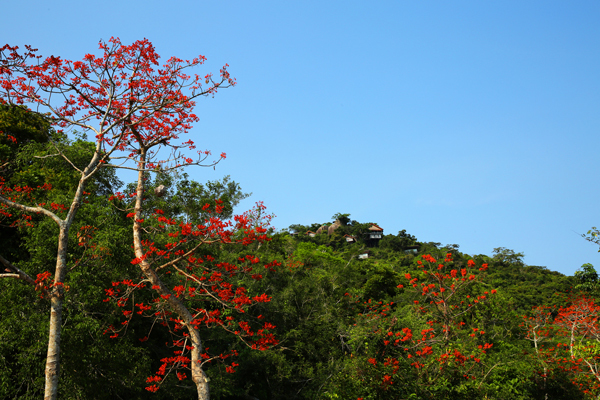 三亚:五月美丽梧桐花盛开 赏花纳凉正当时(图)