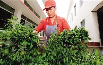 琼中乌石茶业年产值6年从200万元涨到2000万