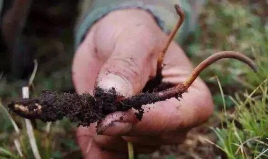 想挖虫草?你需要知道以下技能