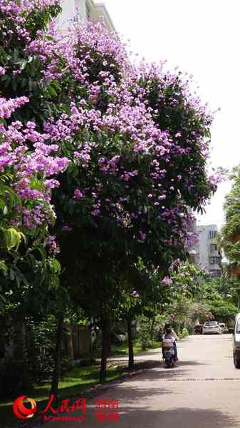 海口大叶紫薇竞相争艳 花开绚烂小区变花园